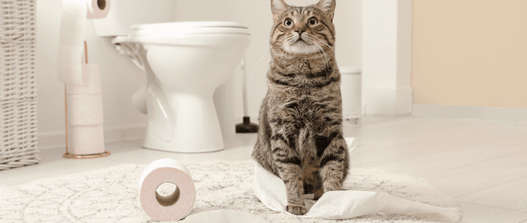 chat toilettes